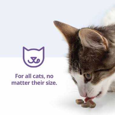 Cat Bites R368591