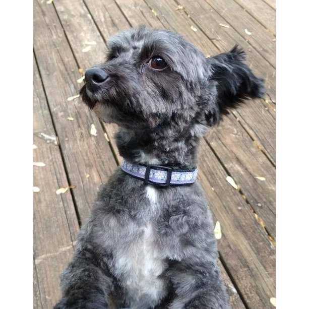 Daisy Dog Collar A9788