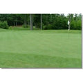 25 lbs. Creeping Bentgrass Seed K463557
