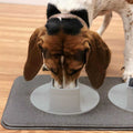 Pet Feeding Station E4221