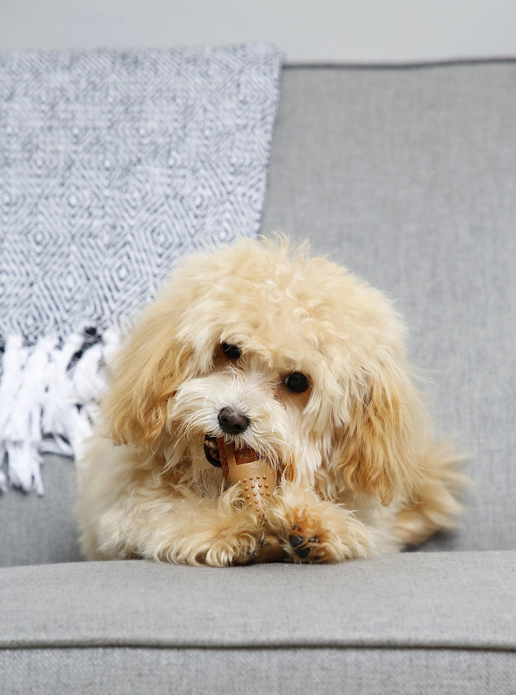 Chicken Flavored Chew Toy, 2 Pack O404865