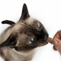 Cat Bites R368591