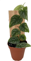 Monstera dubia - 4" Pot N103