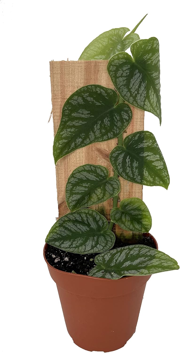 Monstera dubia - 4" Pot N103