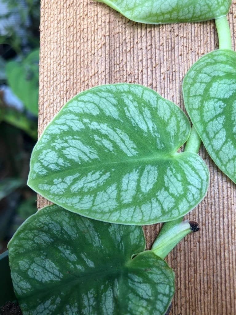 Monstera dubia - 4" Pot N103