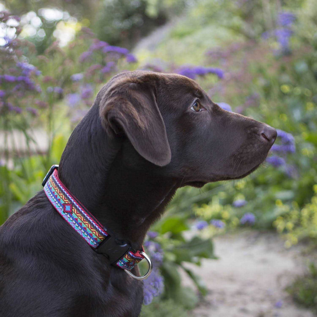 Dog Collar R1146