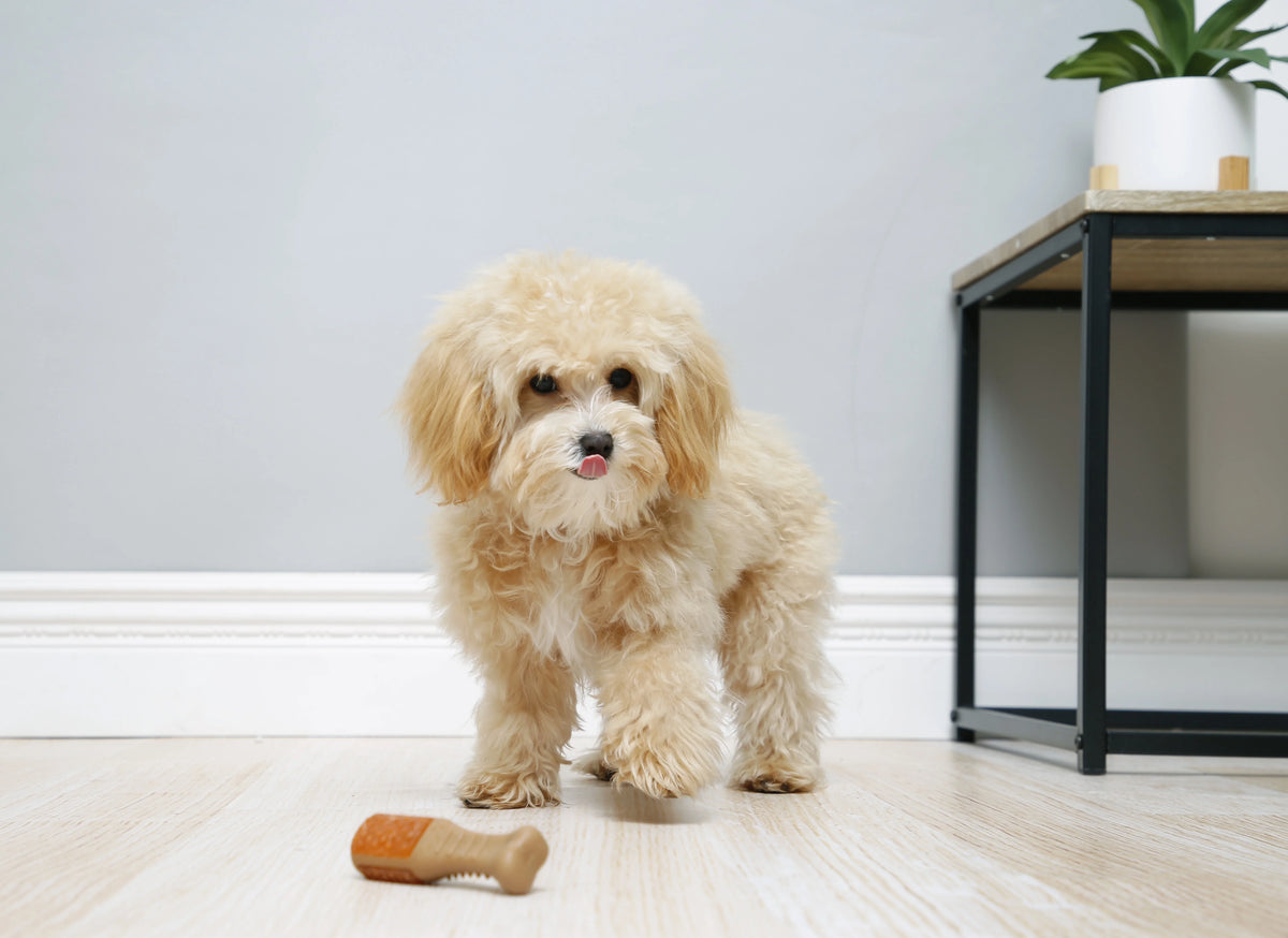 Chicken Flavored Chew Toy, 2 Pack O404865